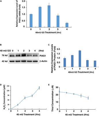 The E3 Ligase PIAS1 Regulates p53 Sumoylation to Control Stress-Induced Apoptosis of Lens Epithelial Cells Through the Proapoptotic Regulator Bax